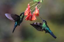 les colibris